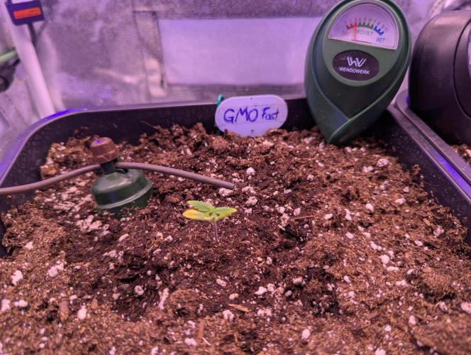 GMO Fast -  Gelato #45 - Special Kush #1. Week 3 - Vor erster manueller Bewässerung mit Nährlösung
