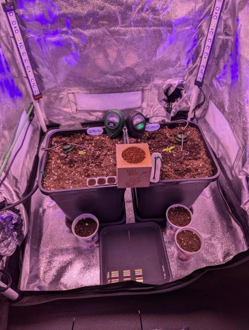 GMO Fast -  Gelato #45 - Special Kush #1. Week 3 - Vor erster manueller Bewässerung mit Nährlösung