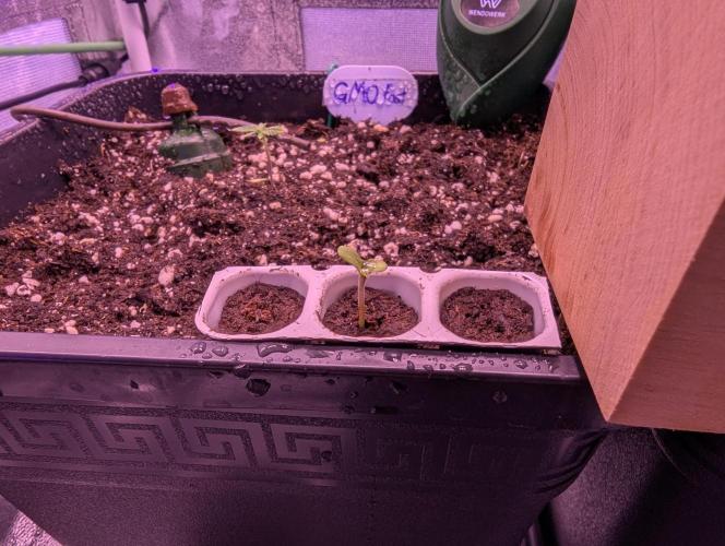 GMO Fast -  Gelato #45 - Special Kush #1. Week 3 - Special Kush 1