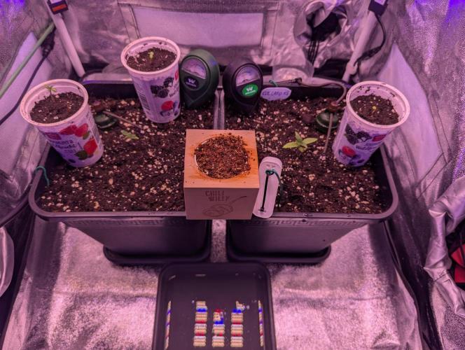 GMO Fast -  Gelato #45 - Special Kush #1. Week 3 - Alle vollzählig angetreten! ;-)