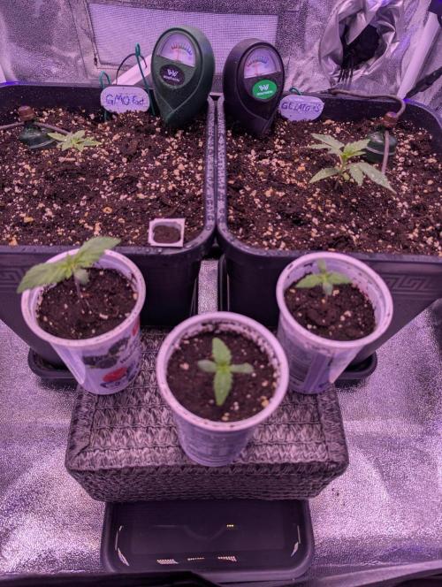 GMO Fast -  Gelato #45 - Critical Kush. Week 4