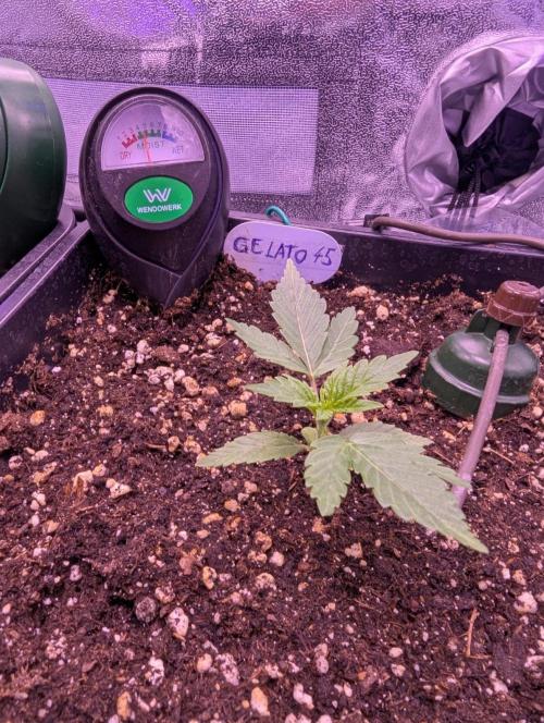 GMO Fast -  Gelato #45 - Critical Kush. Week 4