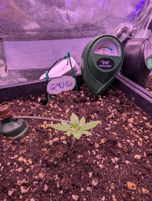 GMO Fast -  Gelato #45 - Critical Kush. Week 4