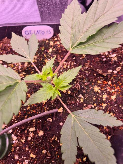 GMO Fast -  Gelato #45 - Critical Kush. Week 4