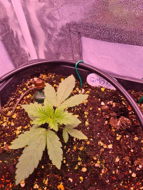 GMO Fast -  Gelato #45 - Critical Kush. Week 4