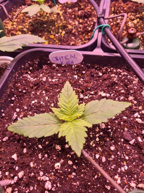 GMO Fast -  Gelato #45 - Critical Kush. Week 4