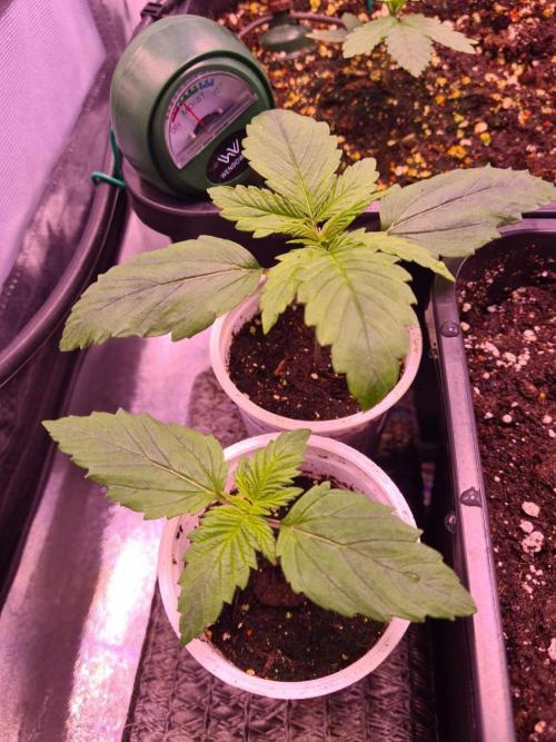 GMO Fast -  Gelato #45 - Critical Kush. Week 4