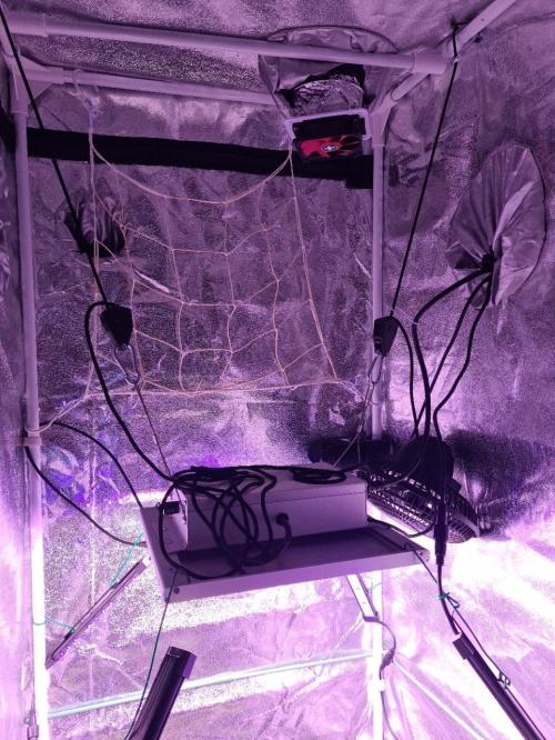 GMO Fast -  Gelato #45 - Critical Kush. Week 5