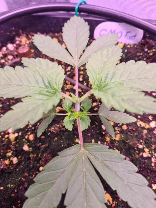 GMO Fast -  Gelato #45 - Critical Kush. Week 5