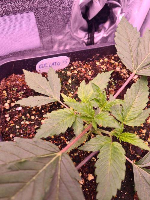 GMO Fast -  Gelato #45 - Critical Kush. Week 5