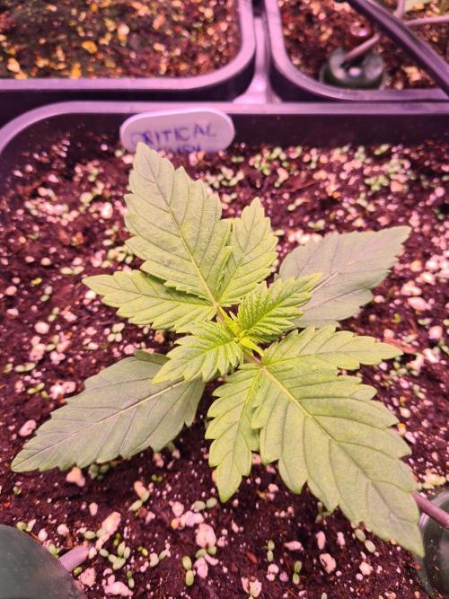 GMO Fast -  Gelato #45 - Critical Kush. Week 5