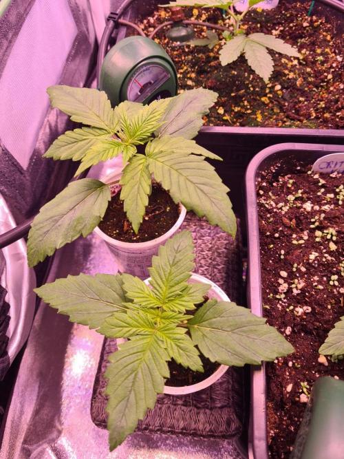 GMO Fast -  Gelato #45 - Critical Kush. Week 5