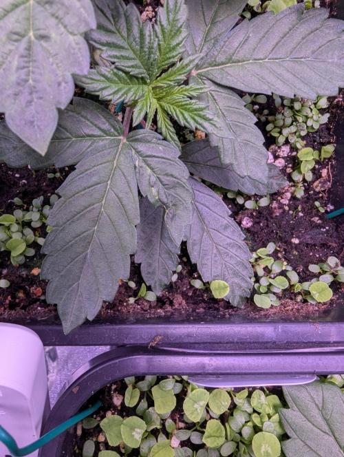 GMO Fast -  Gelato #45 - Critical Kush. Week 6