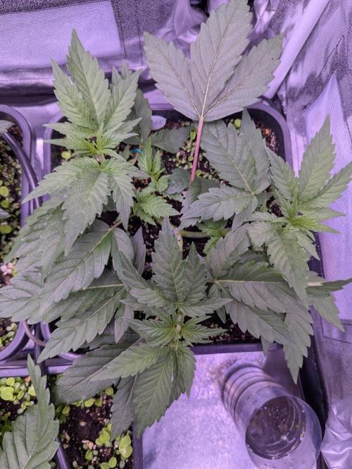 GMO Fast -  Gelato #45 - Critical Kush. Week 6