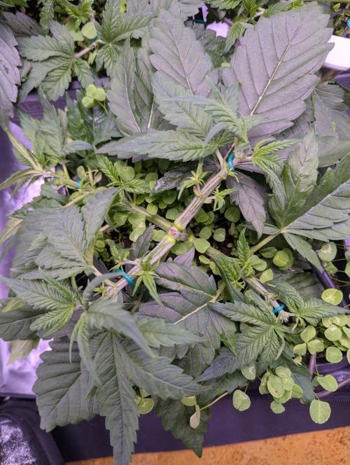 GMO Fast -  Gelato #45 - Critical Kush. Week 7 - Critical Kush