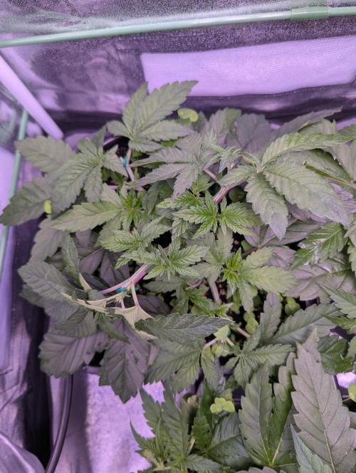 GMO Fast -  Gelato #45 - Critical Kush. Week 7 - GMO Fast