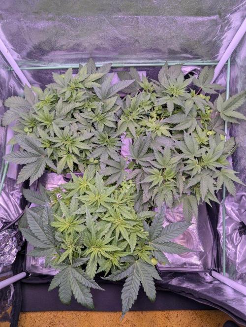 GMO Fast -  Gelato #45 - Critical Kush. Week 8 - Vor der Entlaubung