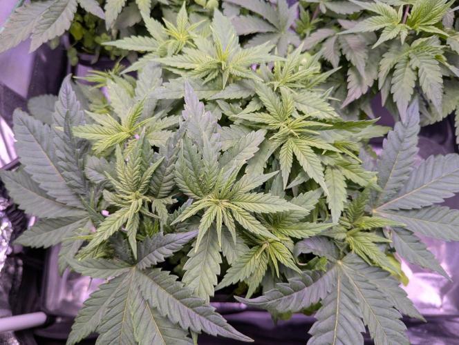 GMO Fast -  Gelato #45 - Critical Kush. Week 8 - Vor der Entlaubung - Critical Kush