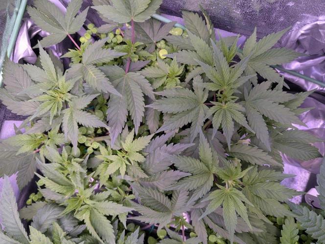 GMO Fast -  Gelato #45 - Critical Kush. Week 8 - Vor der Entlaubung - Gelato #45