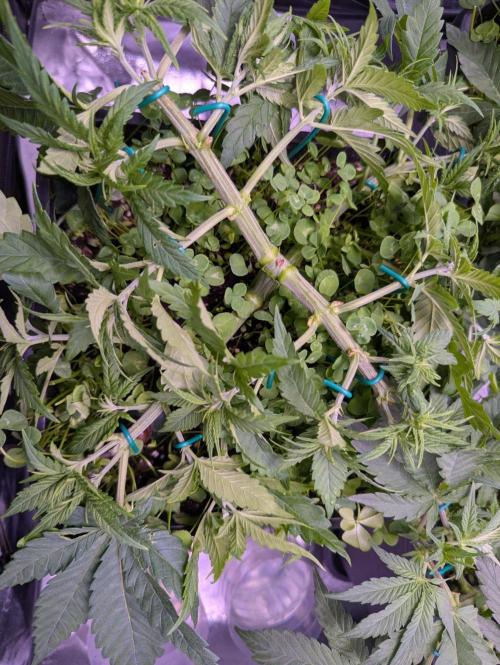 GMO Fast -  Gelato #45 - Critical Kush. Week 8 - Nach der Entlaubung - Critical Kush