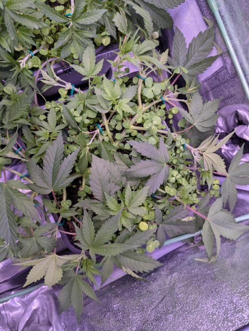 GMO Fast -  Gelato #45 - Critical Kush. Week 8 - Nach der Entlaubung - Gelato #45