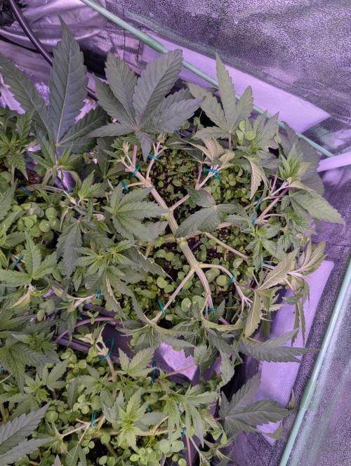 GMO Fast -  Gelato #45 - Critical Kush. Week 8 - Nach der Entlaubung - GMO Fast