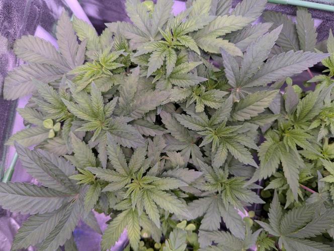 GMO Fast -  Gelato #45 - Critical Kush. Week 8 - Vor der Entlaubung - GMO Fast