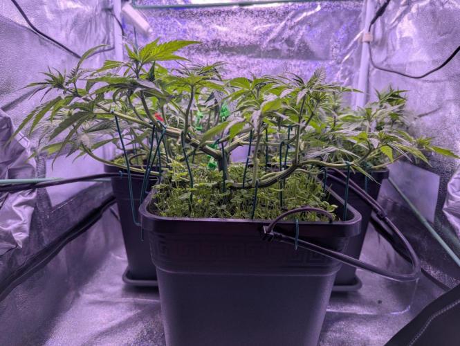 GMO Fast -  Gelato #45 - Critical Kush. Week 9