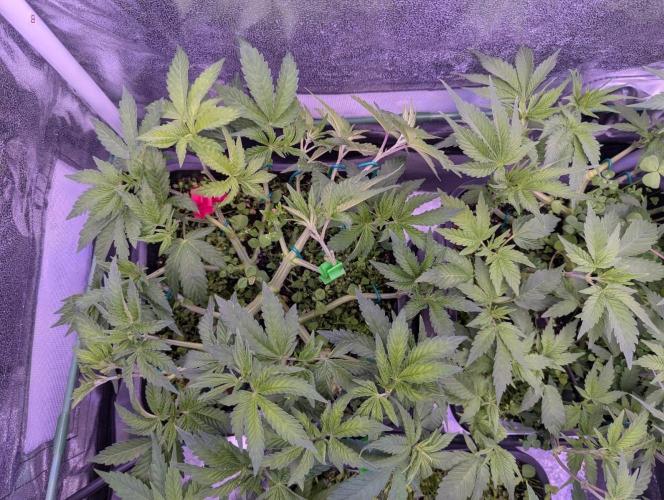GMO Fast -  Gelato #45 - Critical Kush. Week 9