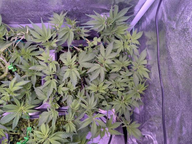 GMO Fast -  Gelato #45 - Critical Kush. Week 9