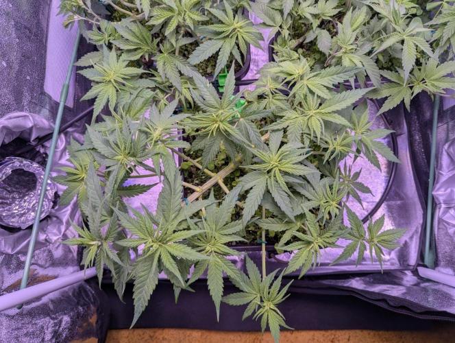 GMO Fast -  Gelato #45 - Critical Kush. Week 9