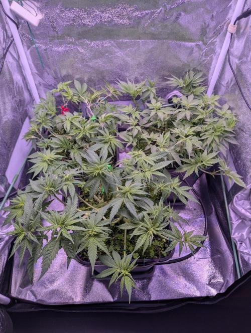 GMO Fast -  Gelato #45 - Critical Kush. Week 9