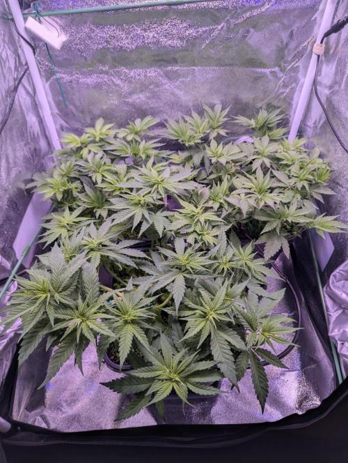 GMO Fast -  Gelato #45 - Critical Kush. Week 9 - Vor LST & Entlaubung