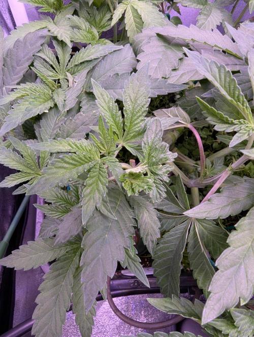 GMO Fast -  Gelato #45 - Critical Kush. Week 9 - Mutation an der GMO Fast