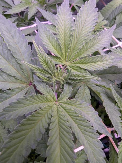 GMO Fast -  Gelato #45 - Critical Kush. Week 10 - GMO Fast