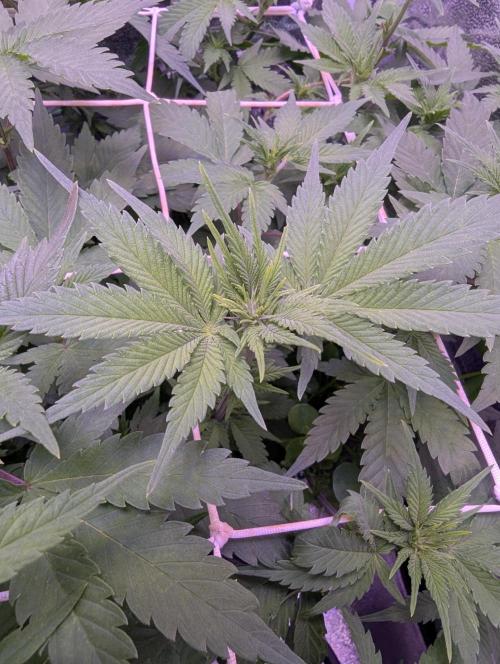 GMO Fast -  Gelato #45 - Critical Kush. Week 10 - Gelato #45