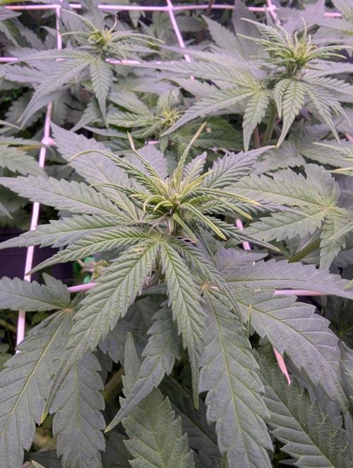 GMO Fast -  Gelato #45 - Critical Kush. Week 10 - Critical Kush