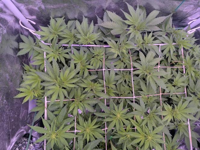 GMO Fast -  Gelato #45 - Critical Kush. Week 10 - GMO Fast