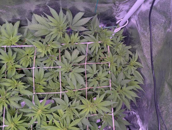 GMO Fast -  Gelato #45 - Critical Kush. Week 10 - Gelato #45