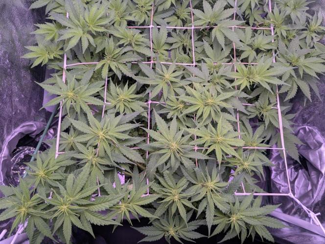 GMO Fast -  Gelato #45 - Critical Kush. Week 10 - Critical Kush