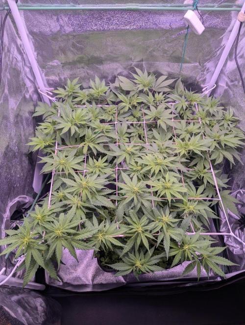 GMO Fast -  Gelato #45 - Critical Kush. Week 10 - Them all