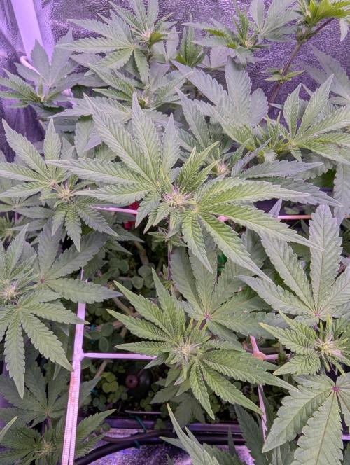 GMO Fast -  Gelato #45 - Critical Kush. Week 11 - GMO Fast