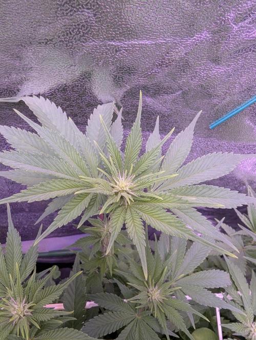 GMO Fast -  Gelato #45 - Critical Kush. Week 11 - Gelato #45