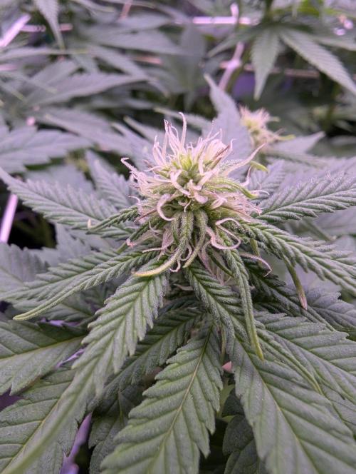 GMO Fast -  Gelato #45 - Critical Kush. Week 11 - Critical Kush