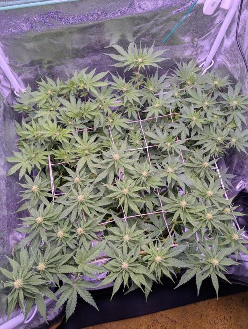 GMO Fast -  Gelato #45 - Critical Kush. Week 11