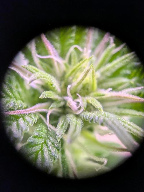 GMO Fast -  Gelato #45 - Critical Kush. Week 11 - GMO Fast