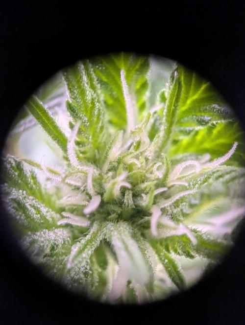 GMO Fast -  Gelato #45 - Critical Kush. Week 11 - Gelato #45