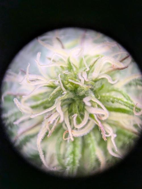 GMO Fast -  Gelato #45 - Critical Kush. Week 11 - Critical Kush