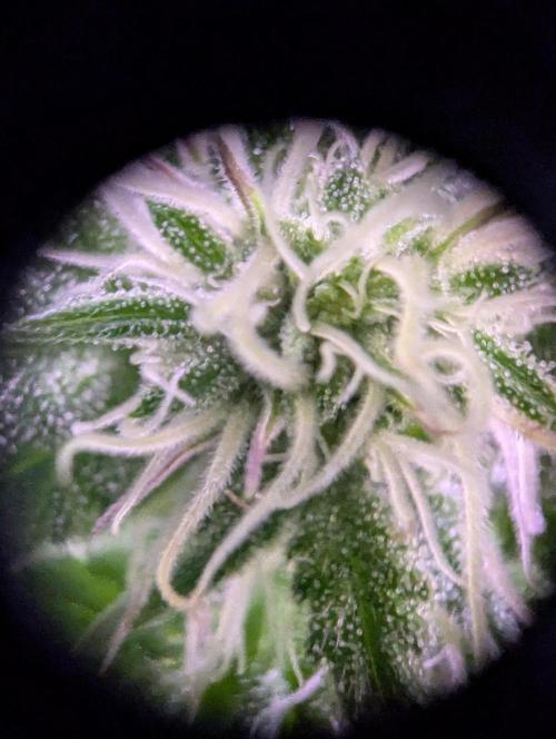 GMO Fast -  Gelato #45 - Critical Kush. Week 12 - GMO Fast