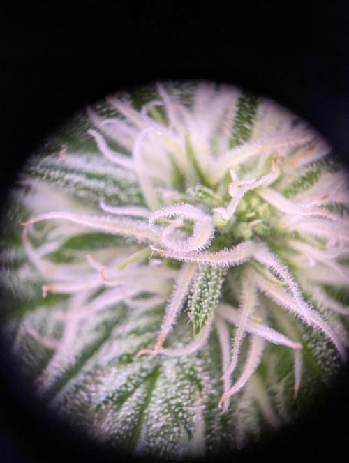 GMO Fast -  Gelato #45 - Critical Kush. Week 12 - Gelato #45